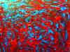 wpeB6.jpg (107015 octets)