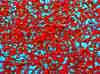 wpe1A9.jpg (132523 octets)
