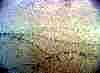 wpe1BC.jpg (107991 octets)