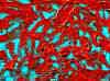 wpe276.jpg (115241 octets)