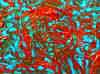 wpe154.jpg (126465 octets)