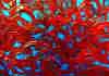 wpe29A.jpg (92895 octets)