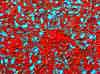 wpe2A6.jpg (132408 octets)