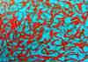 wpe174.jpg (127401 octets)