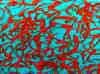 wpe168.jpg (122672 octets)