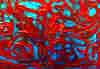wpe8D.jpg (85485 octets)