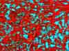 wpe95.jpg (128429 octets)