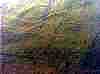 wpe1E7.jpg (127467 octets)