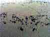 wpe126.jpg (104935 octets)