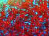wpe209.jpg (107940 octets)