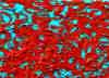 wpe232.jpg (108692 octets)