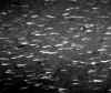 wpe1D3.jpg (35246 octets)