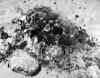 wpe229.jpg (31450 octets)