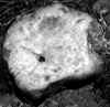 wpe240.jpg (30750 octets)