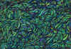 aquarelle_14.jpg (57790 octets)