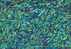 aquarelle_51.jpg (91256 octets)