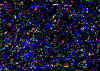 a021.jpg (109820 octets)