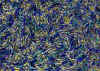 a025.jpg (205373 octets)