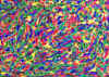 007.jpg (61030 octets)