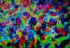 013.jpg (67025 octets)