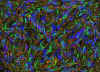 21.jpg (108907 octets)