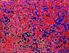 007.jpg (84037 octets)