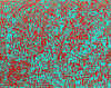 015.jpg (96419 octets)