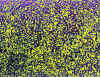 017.jpg (111764 octets)