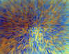 20.jpg (57508 octets)