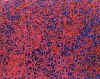 27.jpg (69839 octets)
