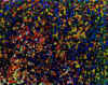 29.jpg (69907 octets)