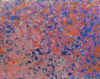 30.jpg (41094 octets)