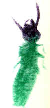 29.jpg (8478 octets)